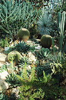 Cacti at the Palmengarten