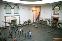 Dinosaur Hall, Senckenberg Museum, Frankfurt