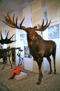 Moose, Senckenberg Museum of Natural History, Frankfurt