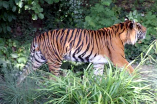 Sumatran Tiger, Frankfurt zoo