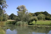 Pond in Frankfurt's Botanical Garden