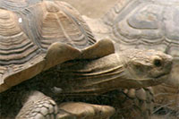 Tortoise, Zoological Garden