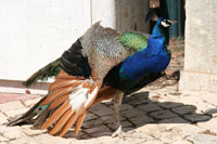 Peacock in the botanical garden of Ajuda