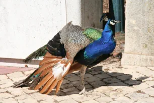 Peacock in the botanical garden of Ajuda