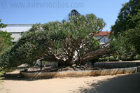 Dragon Tree, Ajuda Botanical Garden