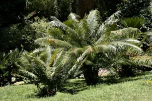 Cycadophytes, Botanical Garden Lisbon