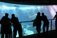 People watching fish in the Lisbon Oceanarium
