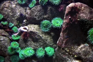 Anemones and a starfish in the Oceanarium of Lisbon