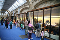 Natural History Museum, London