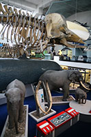 Large mammals in the Natural History Museum, London