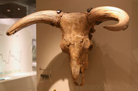 Skull of an auroch, Museum of London