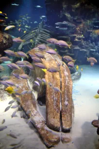 Large aquarium in the London Aquarium