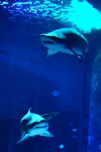 Sharks in the London Aquarium