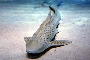 Zebra Shark, London Aquarium