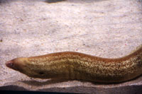 Moray Eel, London Aquarium