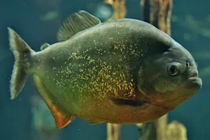 Piranha, London Aquarium