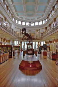 Interior of the Redpath Museum, Montreal