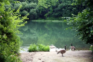 Geese at a pond in Prospect Park, Brooklyn