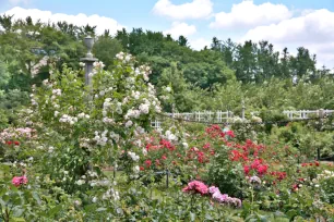 Rose Garden, Brooklyn Botanic Garden, New York City