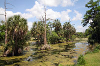 A swampy lake in city Park in New Orleans