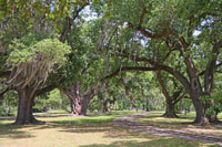 Trees in the City Park, New Orleans