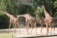 Giraffe, Audubon Zoo