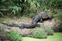 Alligators, Audubon Zoo