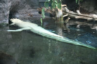 White Alligator, Audubon Aquarium