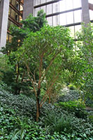 Garden of the Ford Foundation Building in New York
