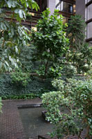 Garden in the atrium of the Ford Foundation Building