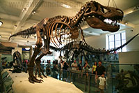 Dinosaurs, Museum of Natural History, New York