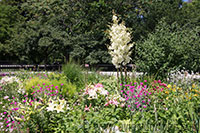 Flowerbed at the Carl Schurz Park in Manhattan, New York City