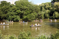 Rowboats at The Lake in Central Park