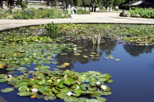 Water Lilies, Parc Floral, Paris