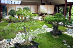 Bonsai trees, Parc Floral, Paris