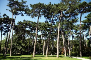 Pine Forest, Parc Floral de Paris