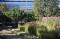 Grass and bushes in the Jardin Atlantique