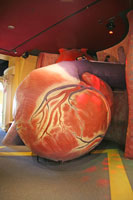 Giant Heart in the Franklin Institute Science Museum