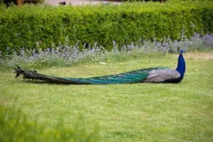 Peacock in the Vojan Gardens, Prague