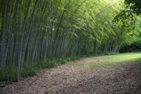 Bamboo Grove, Botanical Garden, Rome