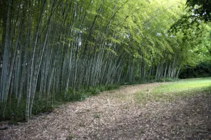 Bamboo Grove, Botanical Garden, Rome