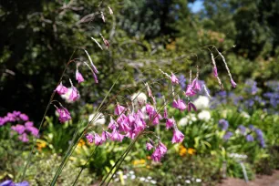 Flowers in the Botanical Garden, Golden Gate Park, San Francisco