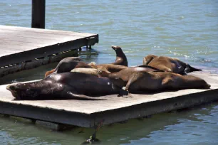 Sea Lions at Pier 39, San Francisco