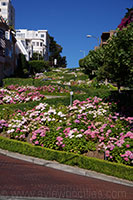 Lombard Street, San Francisco's Crookedest street