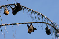 Fruit Bats aka Flying Foxes