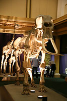 Skeleton at Australian Museum