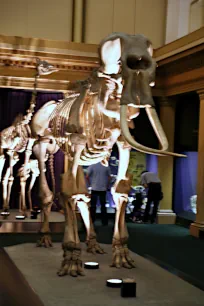 Elephant skeleton at Australian Museum in Sydney