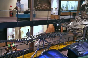 Dinosaur hall, Australian Museum