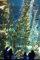 Pacific Kelp, Canadian Waters, Ripley's Aquarium of Canada in Toronto
