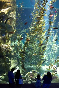 Pacific Kelp, Canadian Waters, Ripley's Aquarium of Canada in Toronto